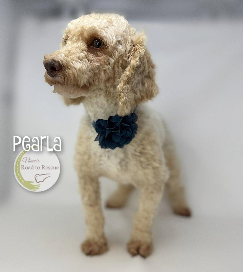 Pearla, a Adoptable Poodle in Benton, LA image 2/2
