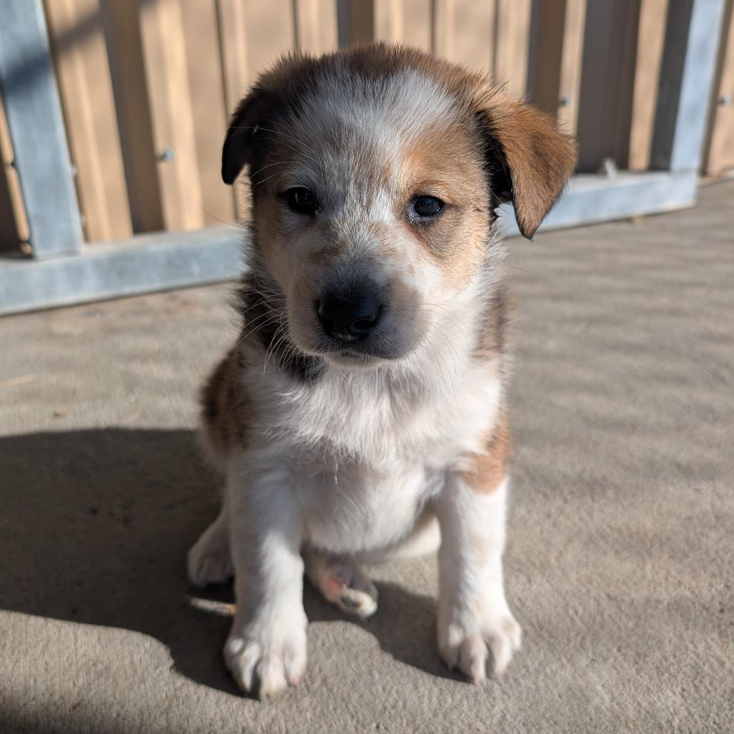 Mophead, a Adoptable Mixed Breed in Emporia, KS image 1/2