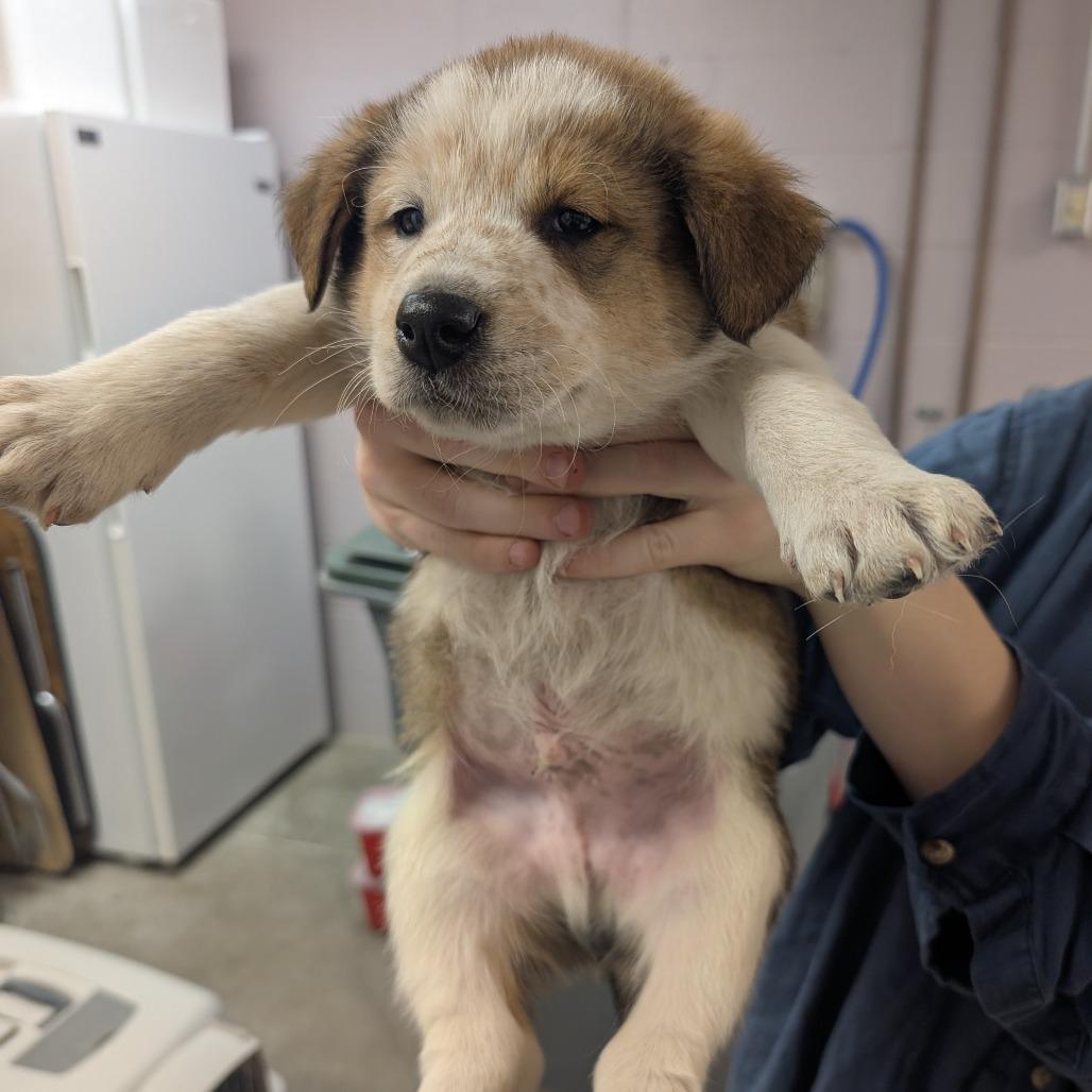 Mophead, a Adoptable Mixed Breed in Emporia, KS image 2/2
