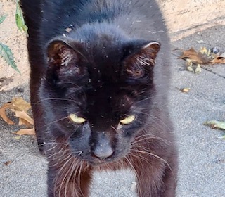 Tommy (Urgent foster or adoption needed), Adoptable, Adult Male American Shorthair.