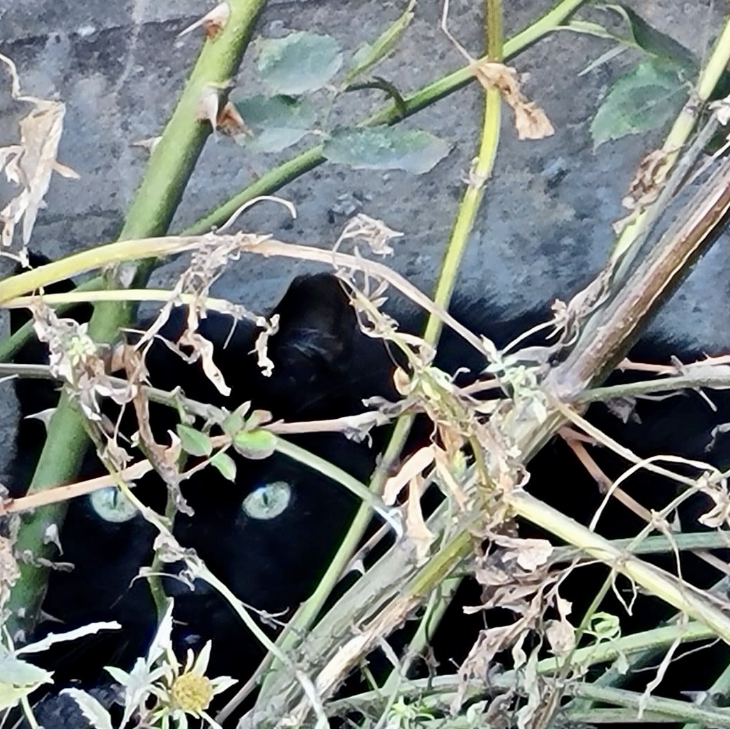 Tommy (Urgent foster or adoption needed), a Adoptable American Shorthair in Brooklyn, NY image 3/3