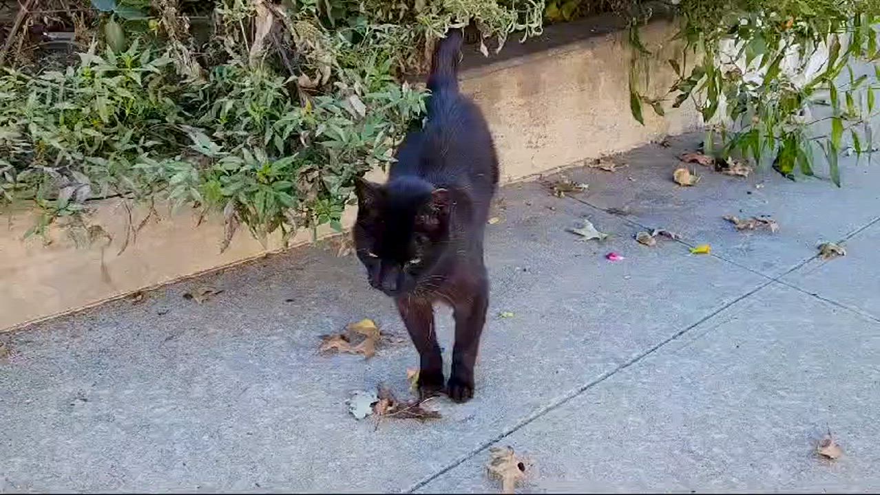 Enlarge Tommy (Urgent foster or adoption needed), a Adoptable American Shorthair in Brooklyn, NY video 1/3