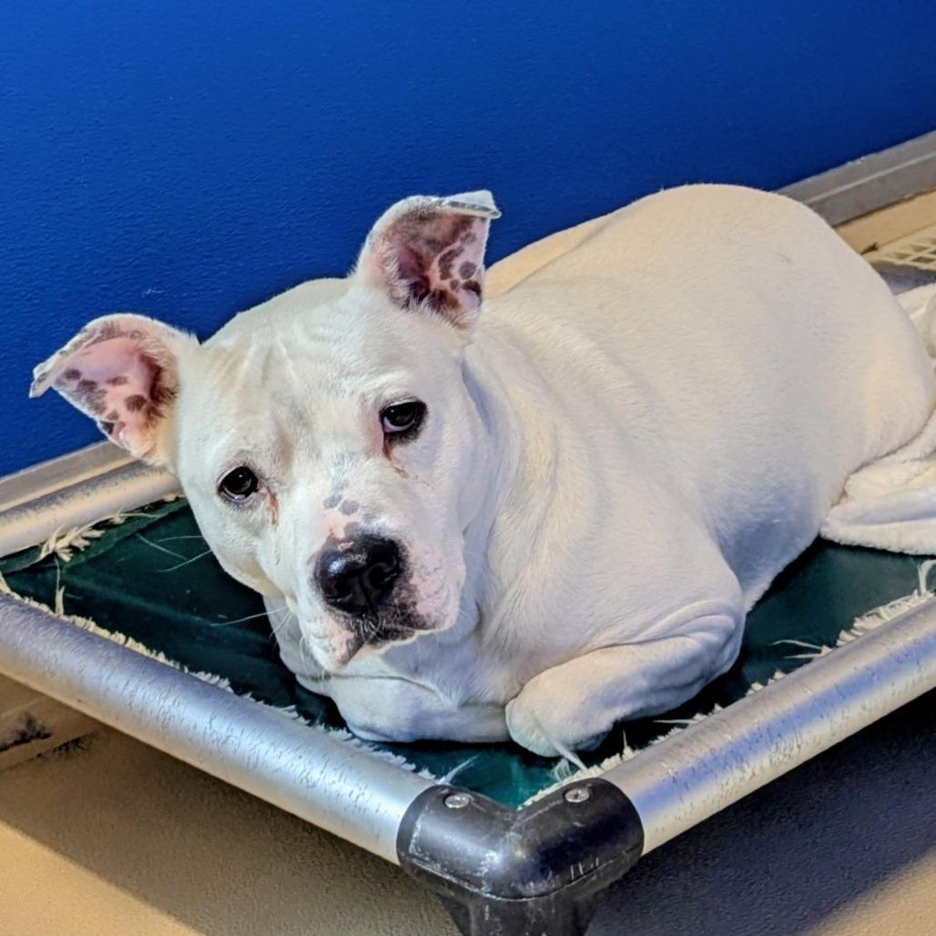 Bella, Adoptable, Adult Female Pit Bull Terrier.