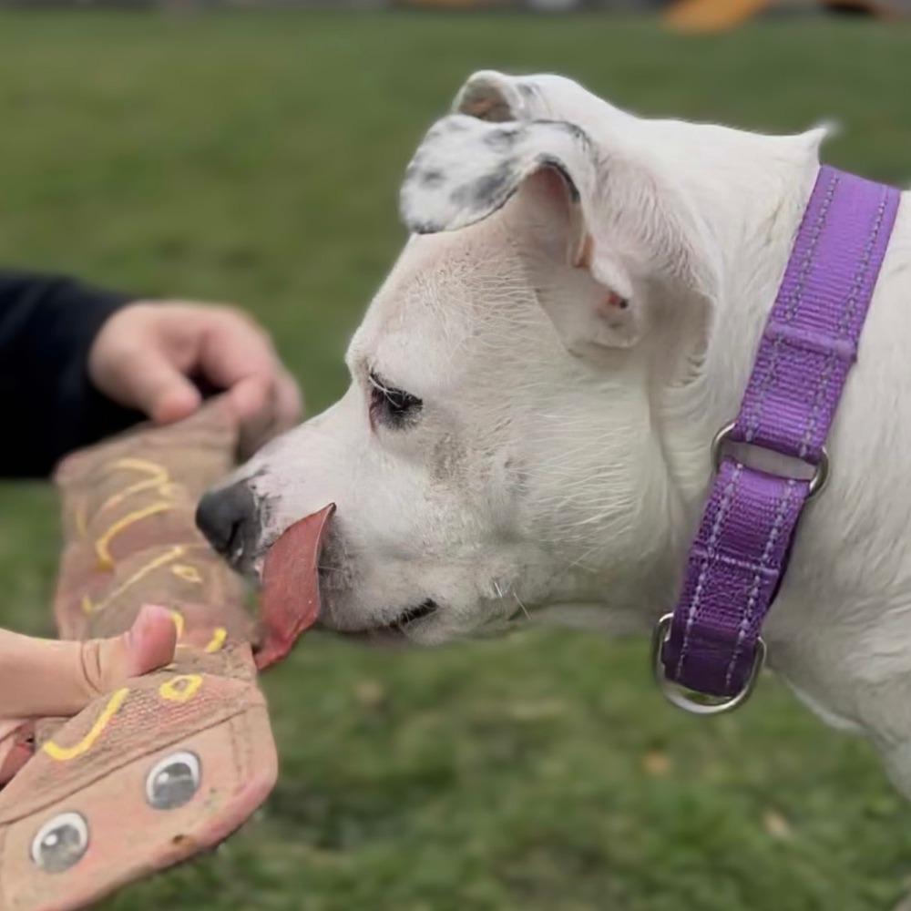 Bella, Adoptable, Adult Female Staffordshire Bull Terrier & Mixed Breed.