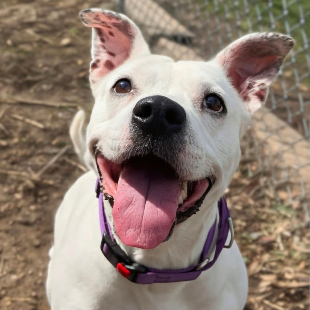 Enlarge Bella, a Adoptable mixed breed in Marysville, OH image 2/6