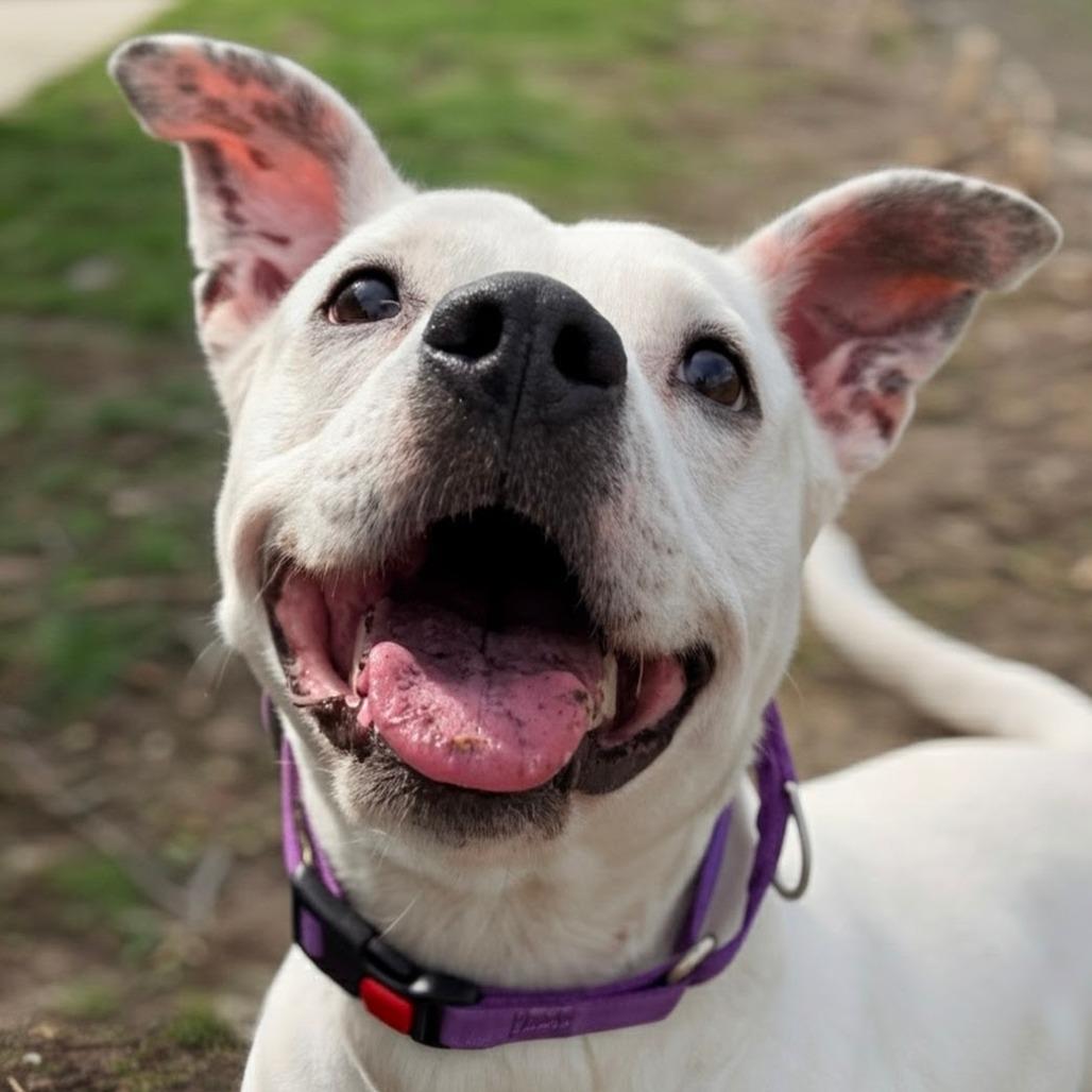 Enlarge Bella, a Adoptable mixed breed in Marysville, OH image 3/6