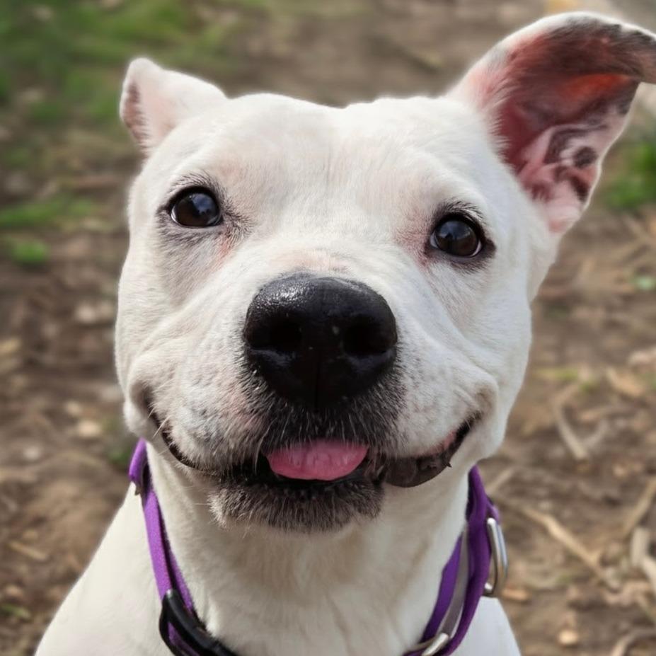 Enlarge Bella, a Adoptable mixed breed in Marysville, OH image 4/6