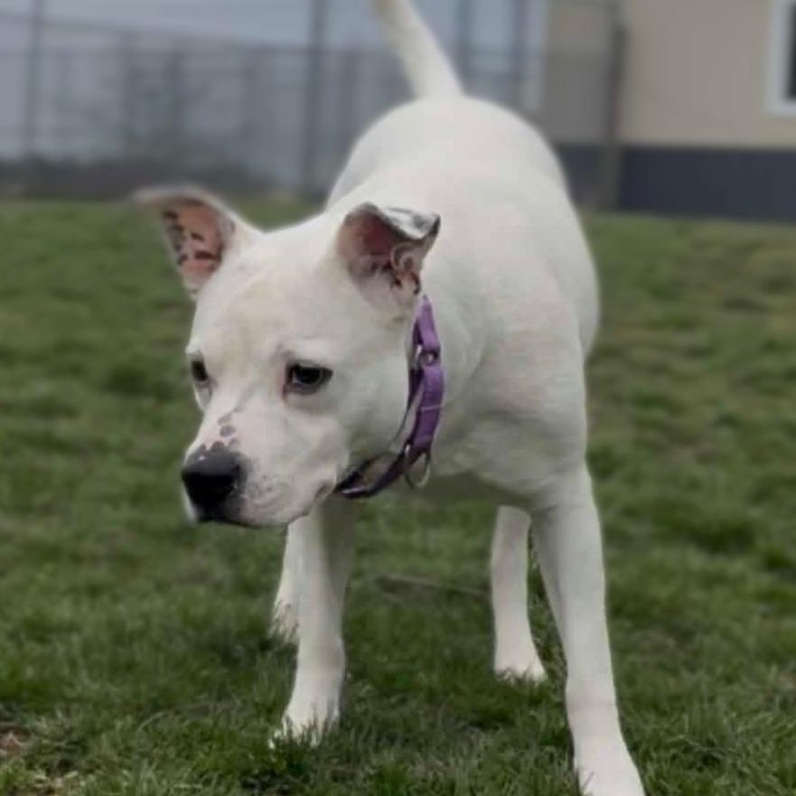 Enlarge Bella, a Adoptable Pit Bull Terrier in Marysville, OH image 3/4