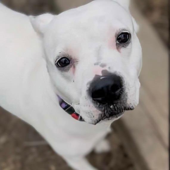Enlarge Bella, a Adoptable Pit Bull Terrier in Marysville, OH image 4/4