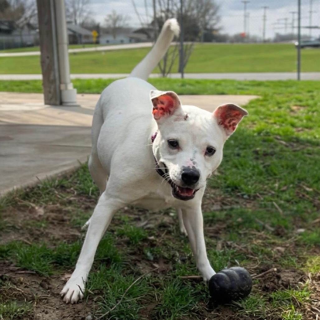Enlarge Bella, a Adoptable mixed breed in Marysville, OH image 6/6