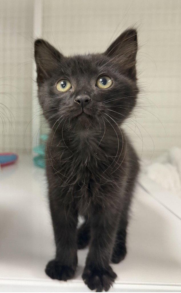 Enlarge 26-35 Blossom, a Adoptable Domestic Short Hair in St. Helens, OR image 1/2