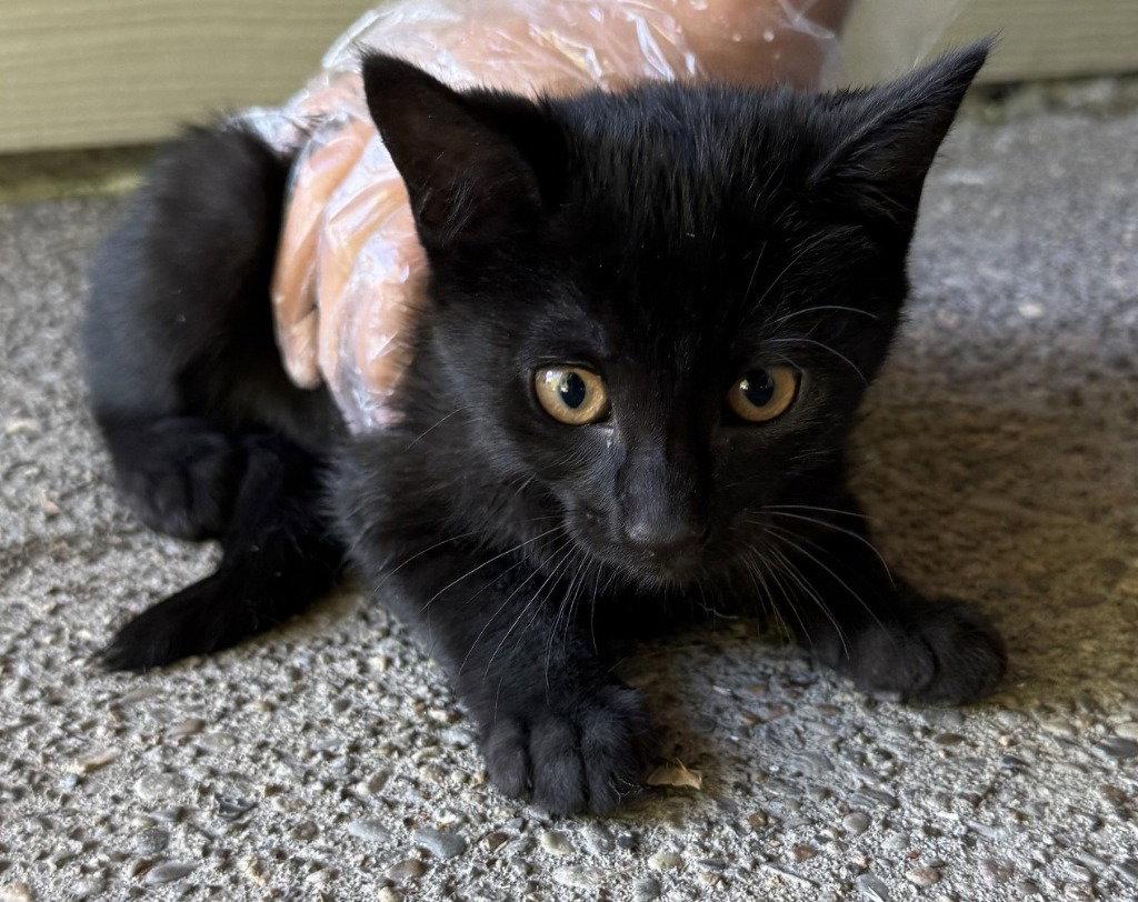 Enlarge 26-35 Blossom, a Adoptable Domestic Short Hair in St. Helens, OR image 2/2