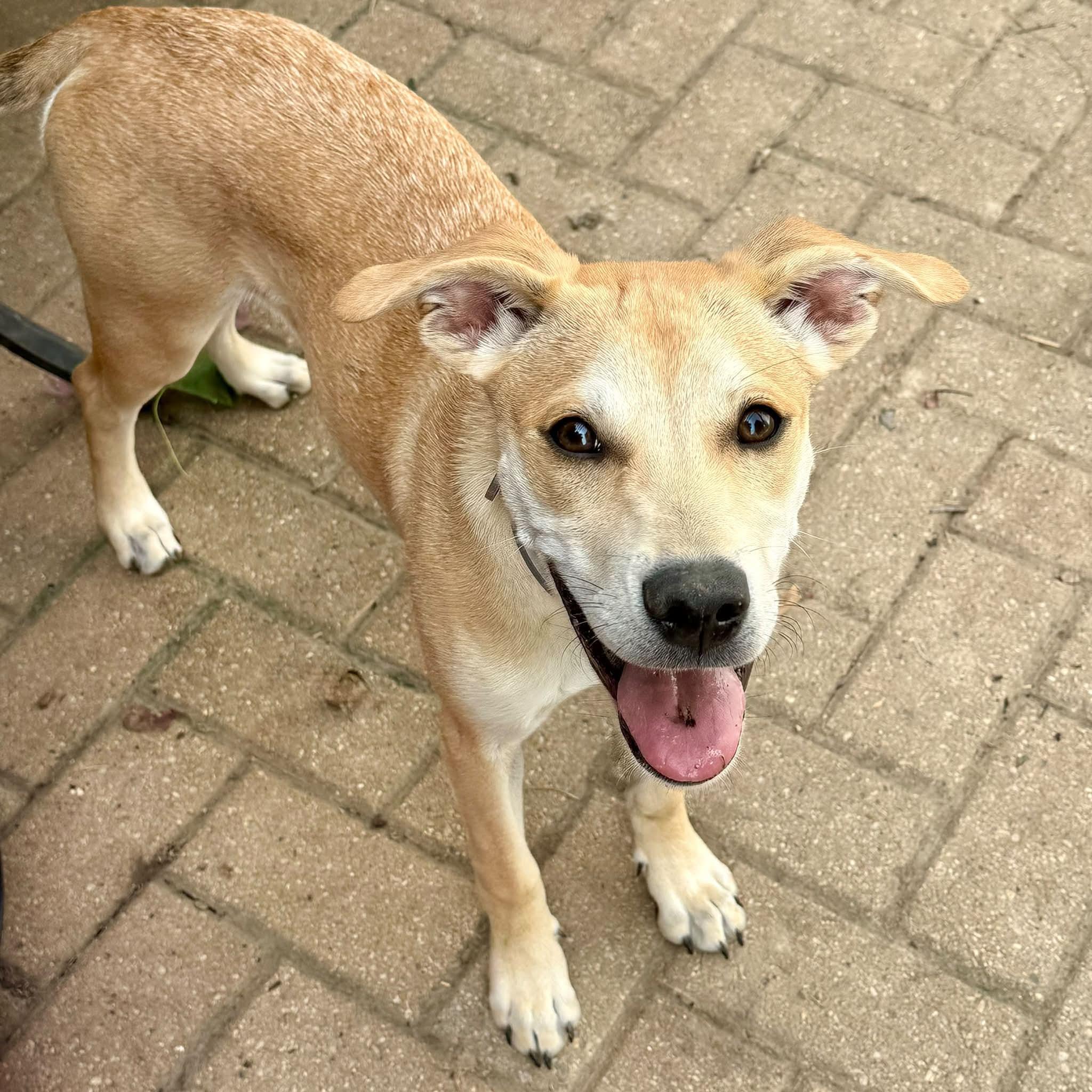 Jasmine, Adoptable, Puppy Female Husky & Weimaraner.