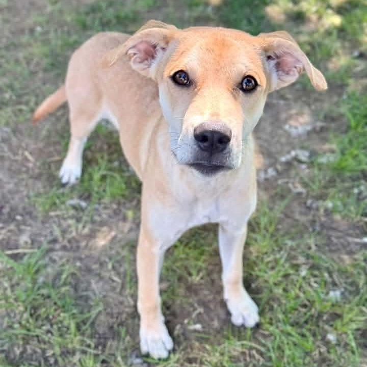 Enlarge Jasmine, a Adoptable mixed breed in East Peoria, IL image 2/3