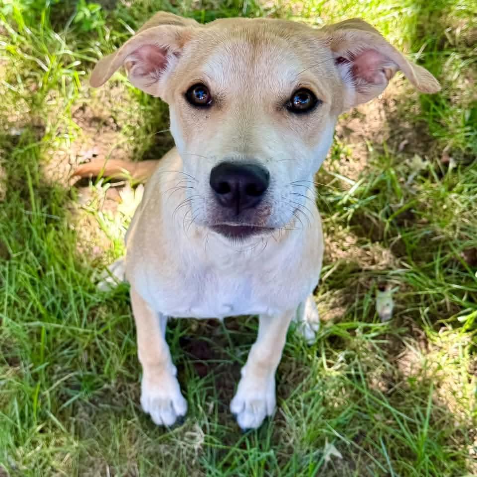 Enlarge Jasmine, a Adoptable mixed breed in East Peoria, IL image 3/3
