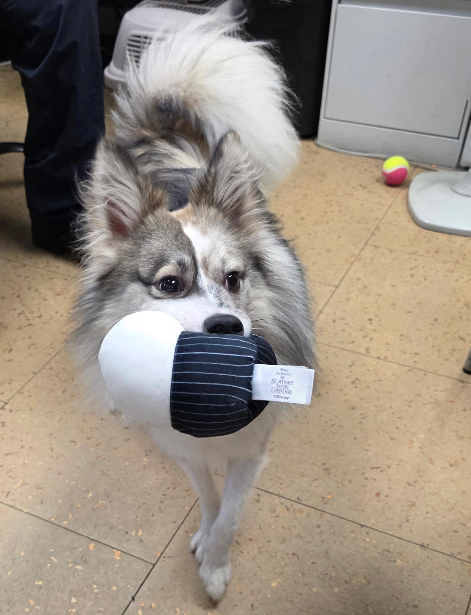 Simba, an adopted mixed breed in Boca Raton , FL image 2/3