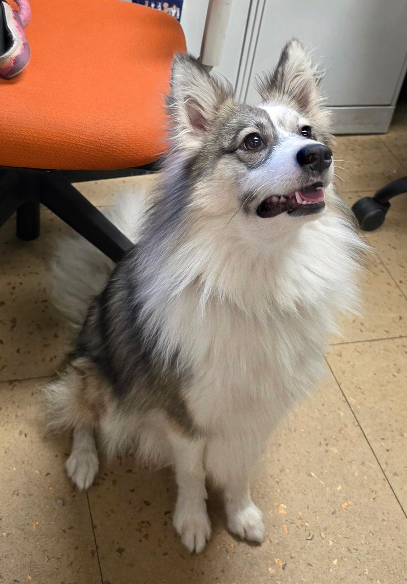 Simba, an adopted mixed breed in Boca Raton , FL image 3/3