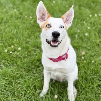 Phil, a Adoptable mixed breed in East Montpelier, VT image 1/3