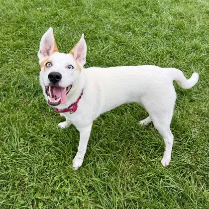 Phil, a Adoptable mixed breed in East Montpelier, VT image 2/3