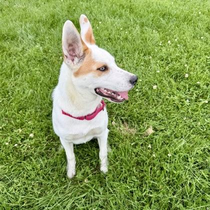 Phil, a Adoptable mixed breed in East Montpelier, VT image 3/3