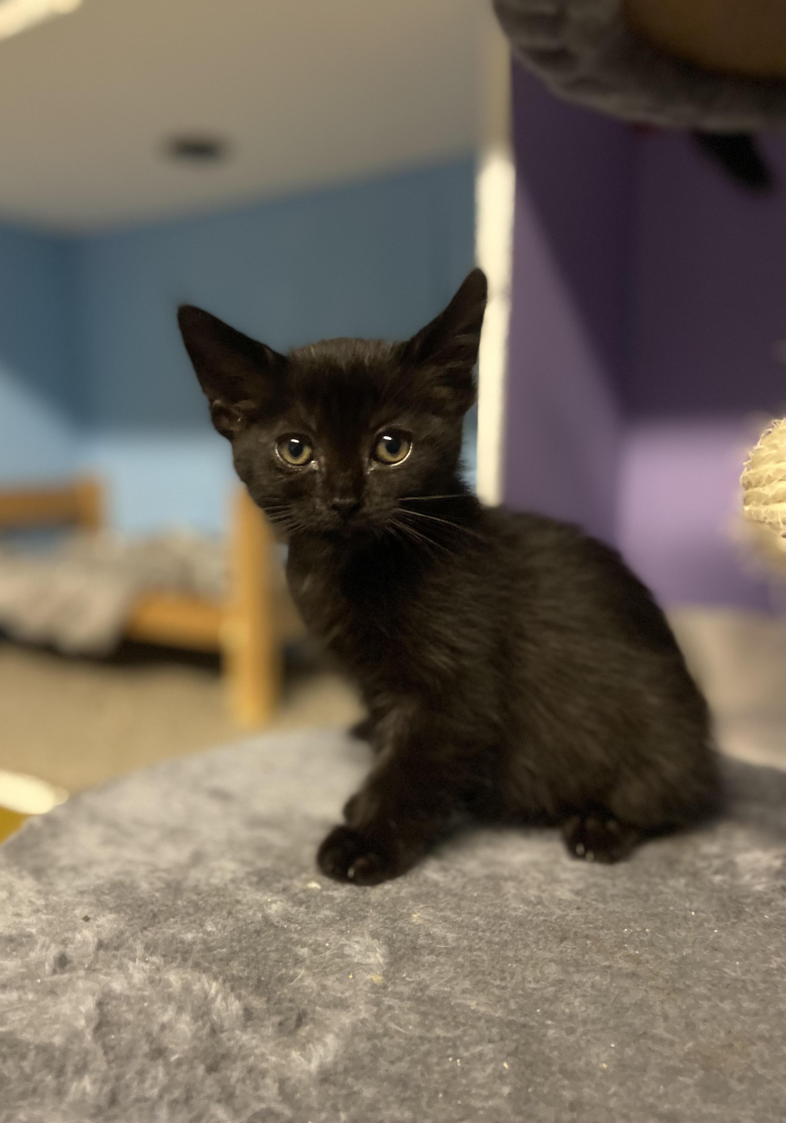 Gamora, Adoptable, Kitten Female Domestic Short Hair.