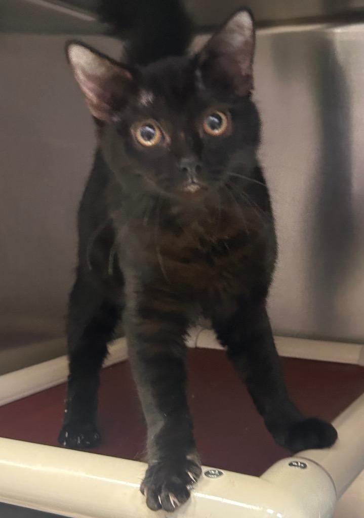 Enlarge Zac, a Adoptable mixed breed in New Manchester, WV image 1/6