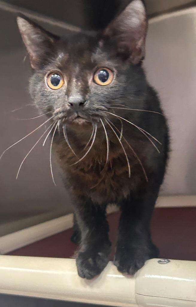Enlarge Zac, a Adoptable mixed breed in New Manchester, WV image 2/6