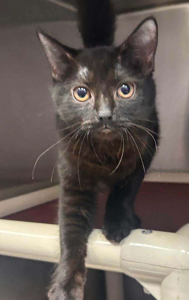 Enlarge Zac, a Adoptable mixed breed in New Manchester, WV image 4/6