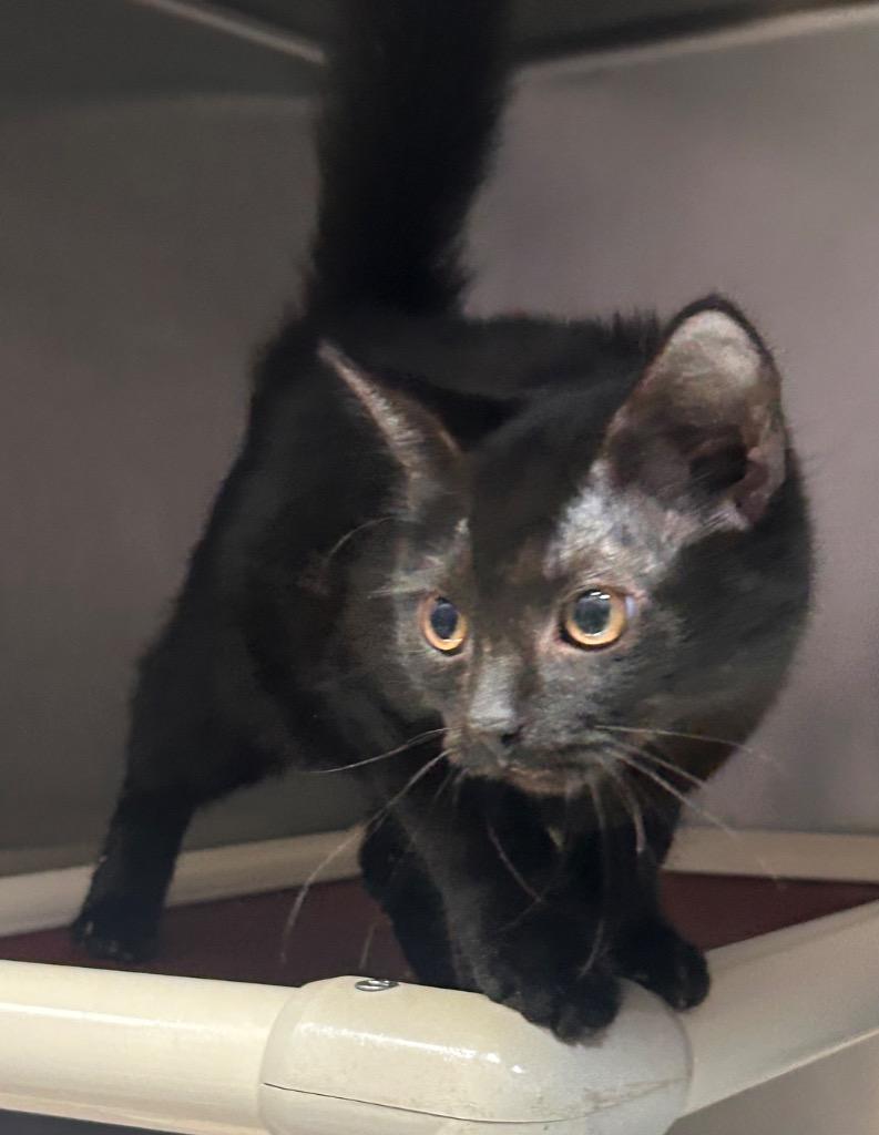Enlarge Zac, a Adoptable mixed breed in New Manchester, WV image 6/6