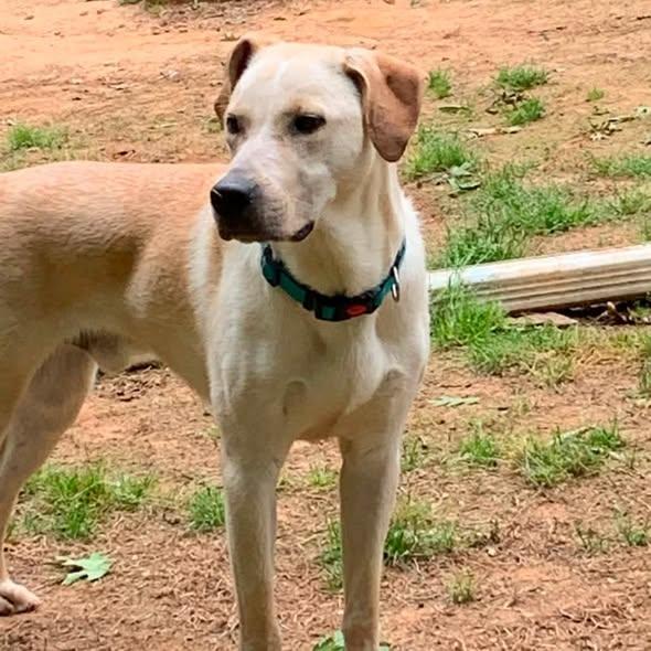 URGENT Max, a ADOPTABLE mixed breed in Auburn, NH image 2/3