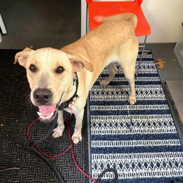 URGENT Max, ADOPTABLE, Young Male Labrador Retriever.