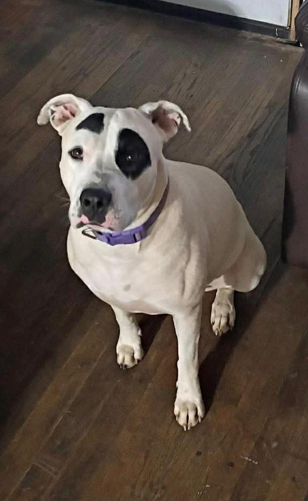 Tipsy, Adoptable, Young Female Pit Bull Terrier.