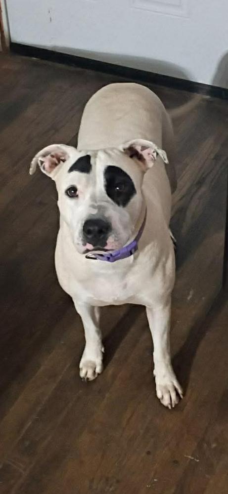 Enlarge Tipsy, a Adoptable Pit Bull Terrier in Shawnee, OK image 2/4