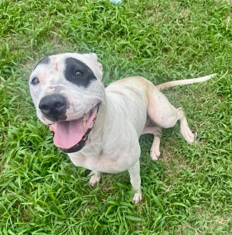 Enlarge Tipsy, a Adoptable Pit Bull Terrier in Shawnee, OK image 3/4