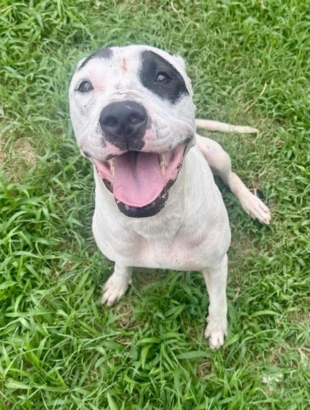 Enlarge Tipsy, a Adoptable Pit Bull Terrier in Shawnee, OK image 4/4