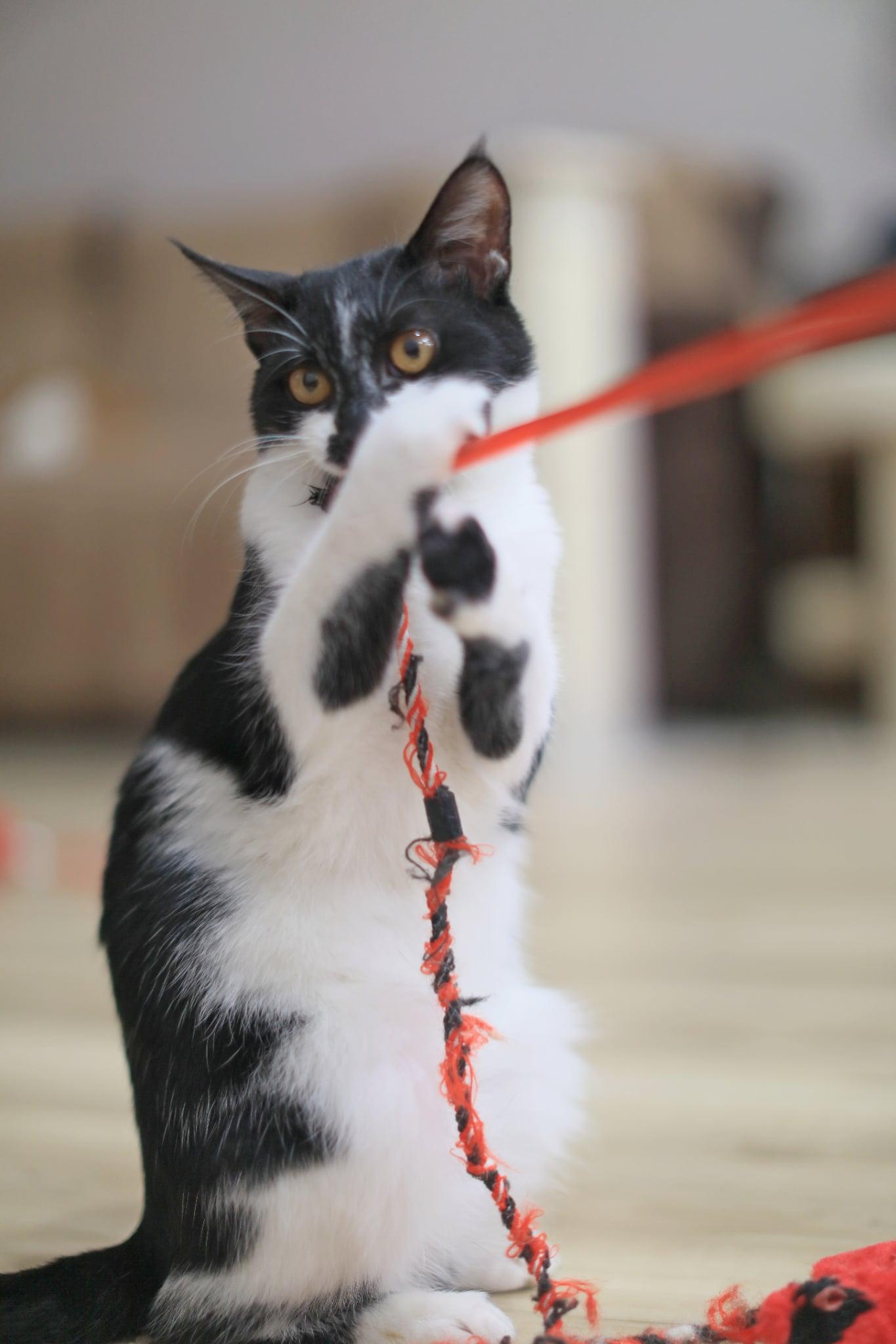 Enlarge Sarah, an adoptable Domestic Short Hair in Pasco, WA image 2/6