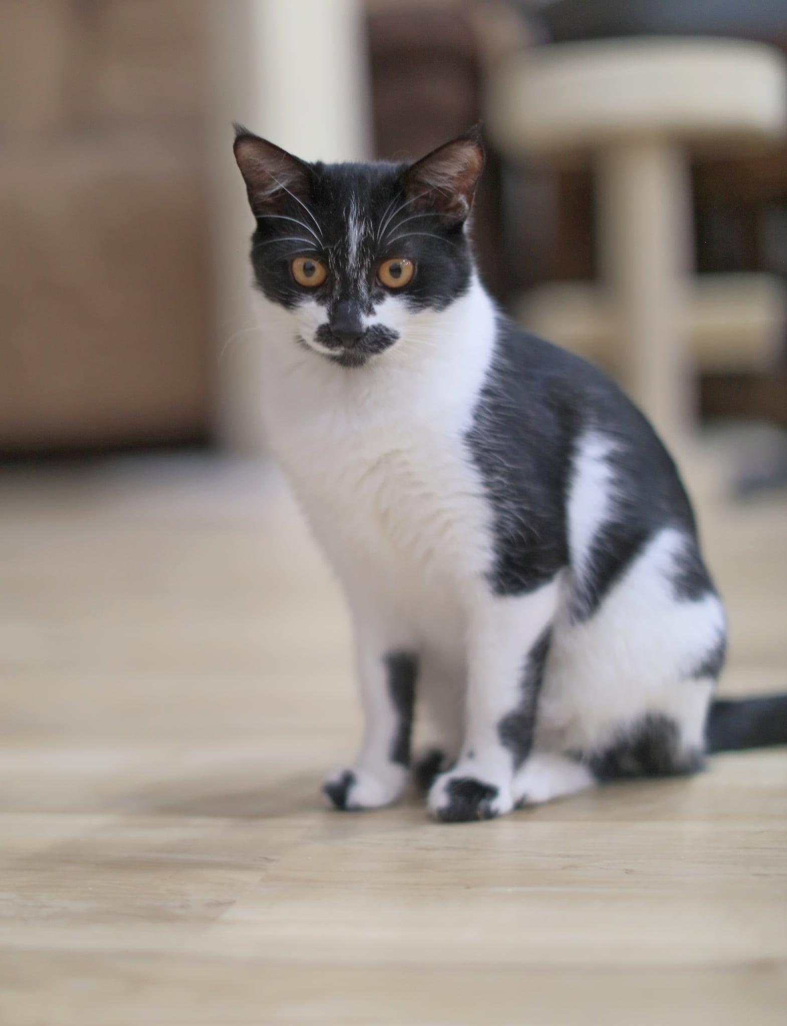 Enlarge Sarah, an adoptable Domestic Short Hair in Pasco, WA image 3/6