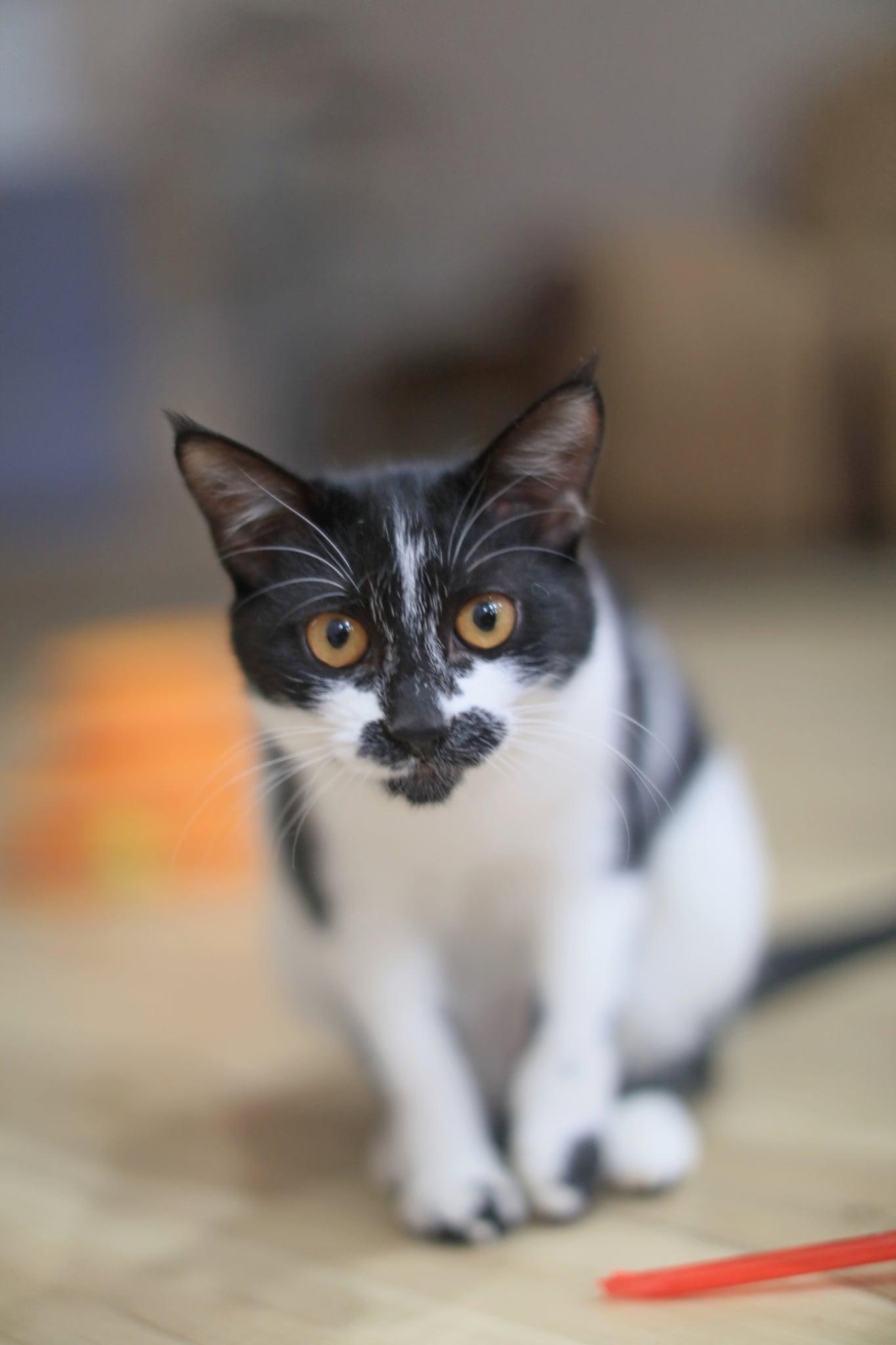 Enlarge Sarah, an adoptable Domestic Short Hair in Pasco, WA image 4/6