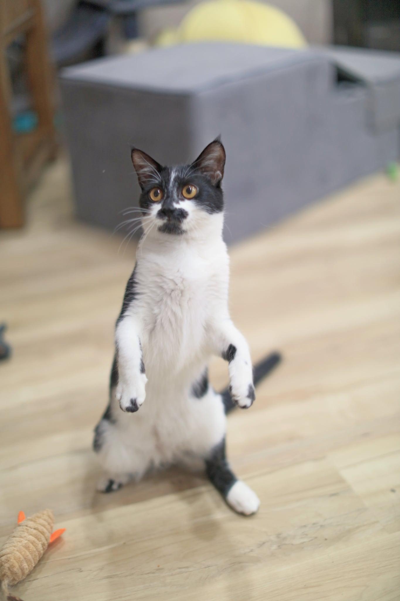 Enlarge Sarah, an adoptable Domestic Short Hair in Pasco, WA image 6/6