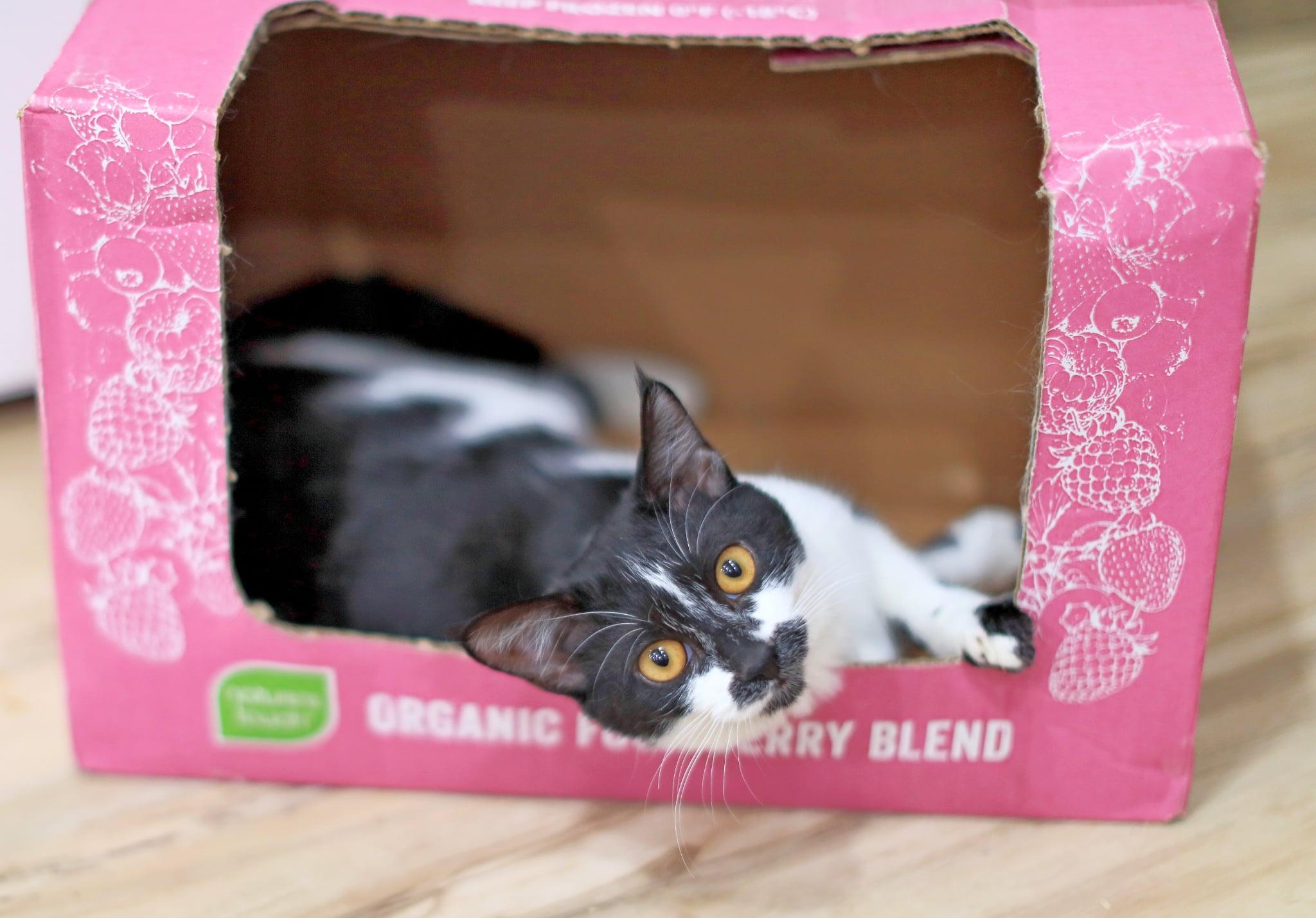 Sarah, adoptable, Young Female Domestic Short Hair.