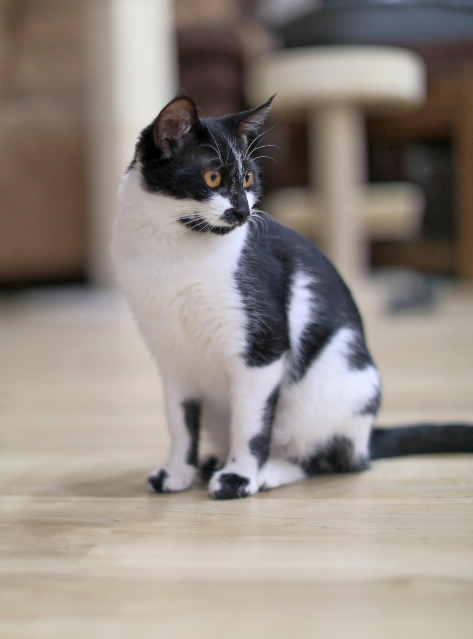 Enlarge Sarah, an adoptable Domestic Short Hair in Pasco, WA image 5/6