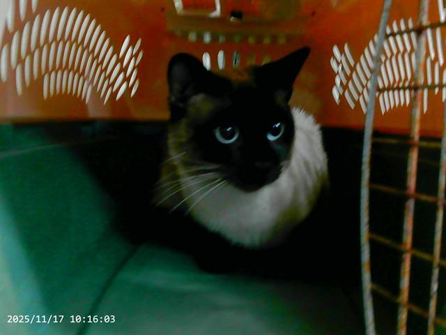 BOURBON, Adoptable, Adult Male Siamese & Domestic Short Hair.