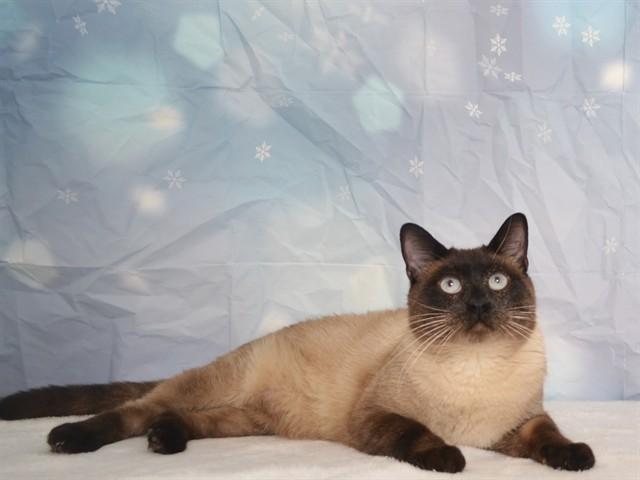 Enlarge MERV, a Adoptable mixed breed in Oroville, CA image 1/1