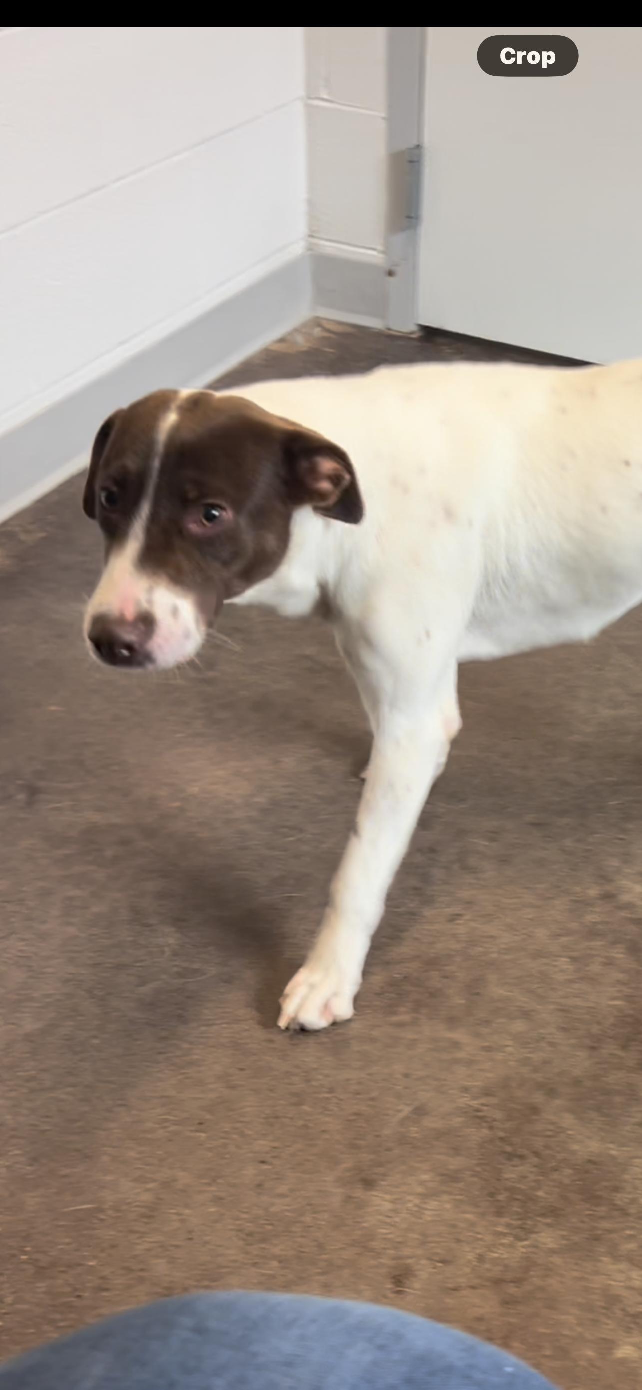 Enlarge Heather Lee, a ADOPTABLE mixed breed in Horn Lake, MS image 5/6