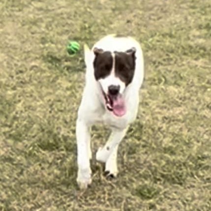 Enlarge Heather Lee, a ADOPTABLE mixed breed in Horn Lake, MS image 3/6