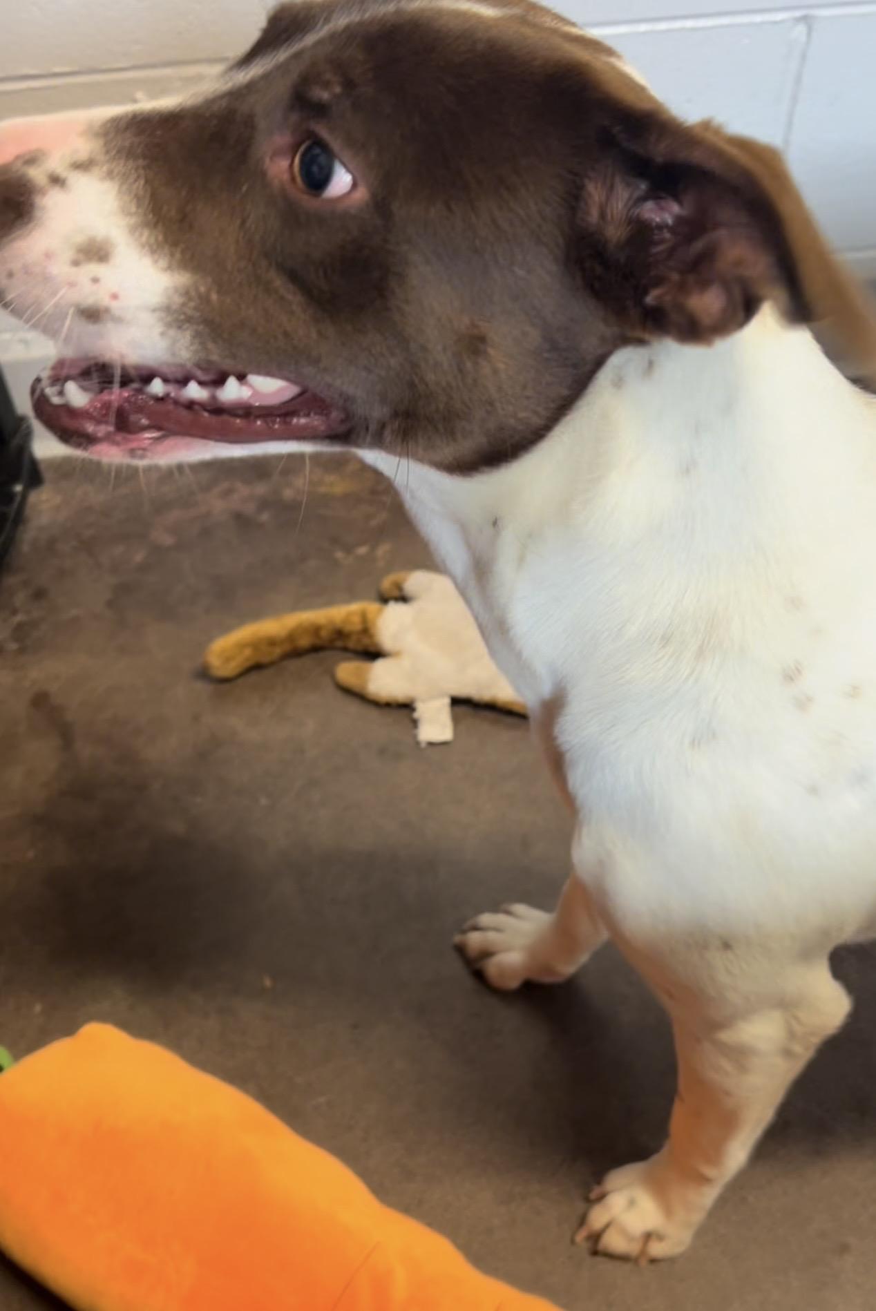 Enlarge Heather Lee, a ADOPTABLE mixed breed in Horn Lake, MS image 4/6