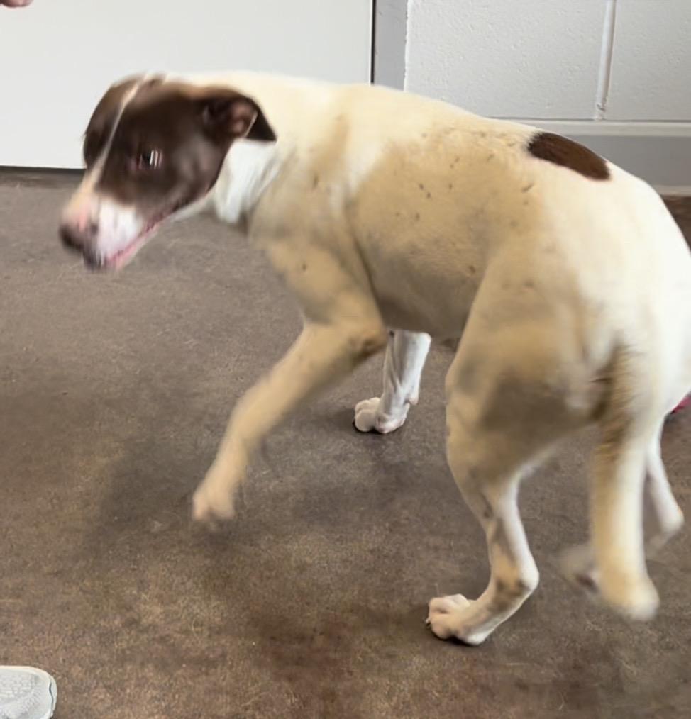 Enlarge Heather Lee, a ADOPTABLE mixed breed in Horn Lake, MS image 2/6