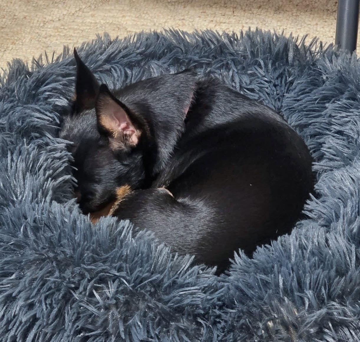 Enlarge Dazee May, a Adoptable Miniature Pinscher in Cottage Grove, MN image 2/3