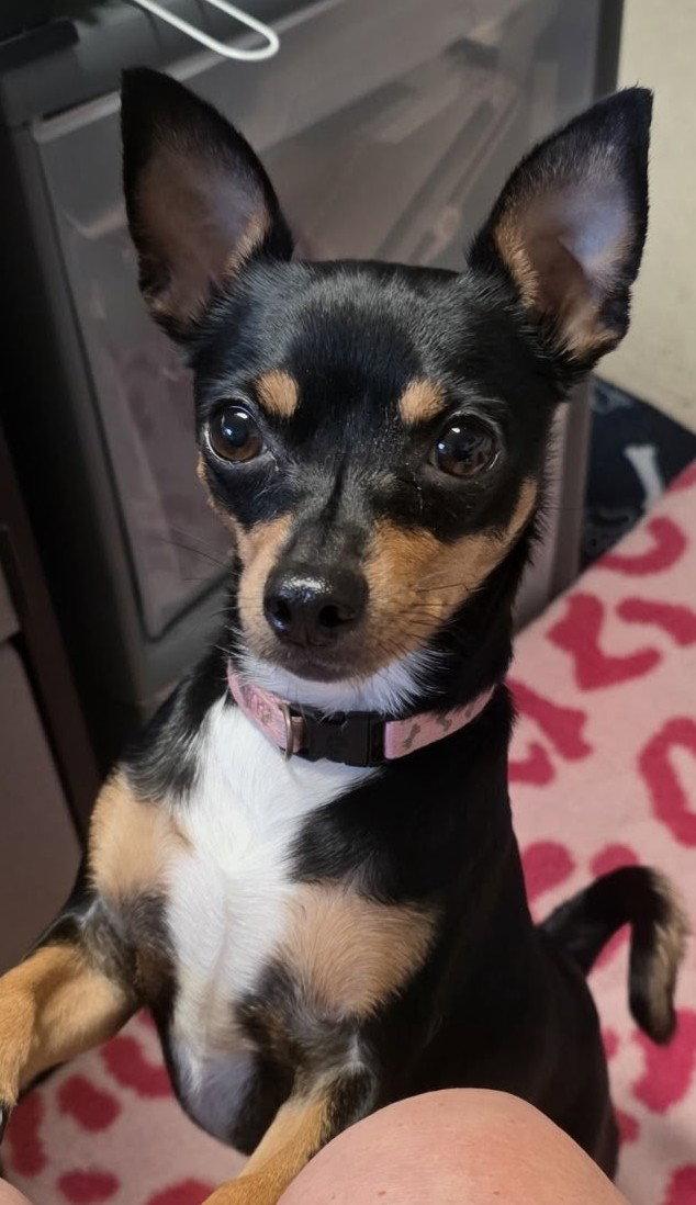 Enlarge Dazee May, a Adoptable Miniature Pinscher in Cottage Grove, MN image 3/3