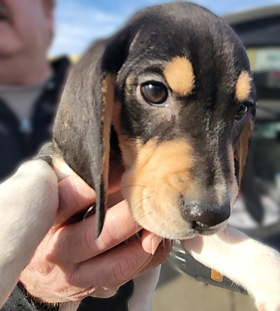 Kip - Fostered in Omaha, Adoptable, Puppy Male Beagle.